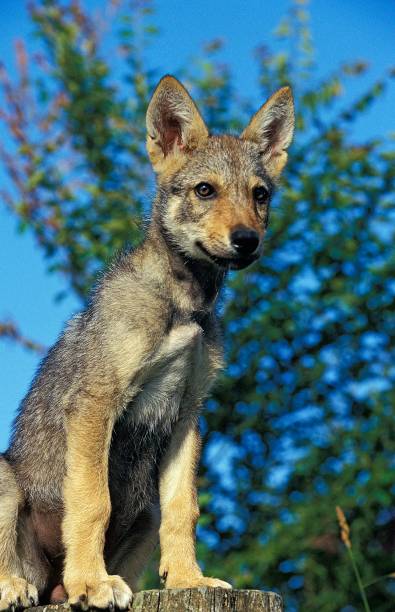 istock European Wolf, canis lupus, Cub sitting 1262879574
