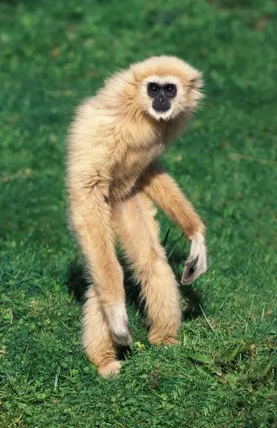White-Handed Gibbon, hylobates lar, Adult standing on Hind Legs