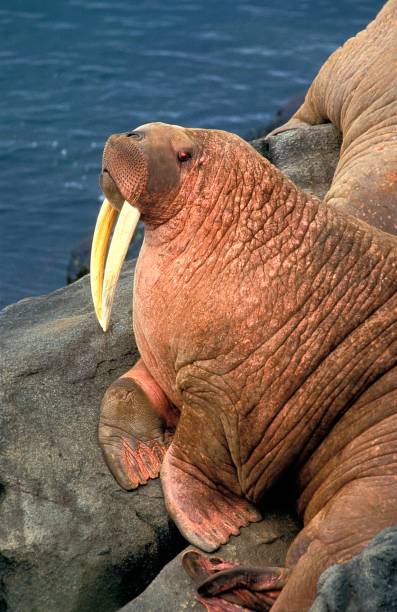 istock Walrus, odobenus rosmarus, Round Island, Alaska 1262879604