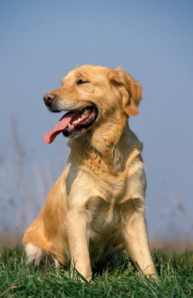 istock Golden Retriever, Dog Sitting on Grass 1262879624