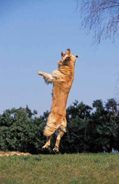 istock Golden Retriever, Dog Leaping 1262879646