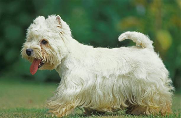 istock West Highland White Terrier, Adult standing on Grass 1262879678