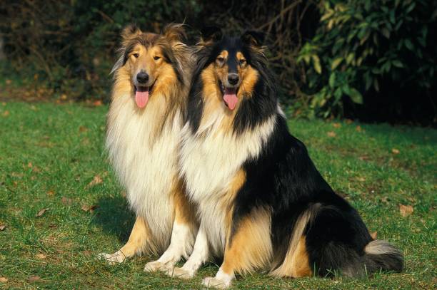 istock Collie Dog sitting on Grass 1262879704