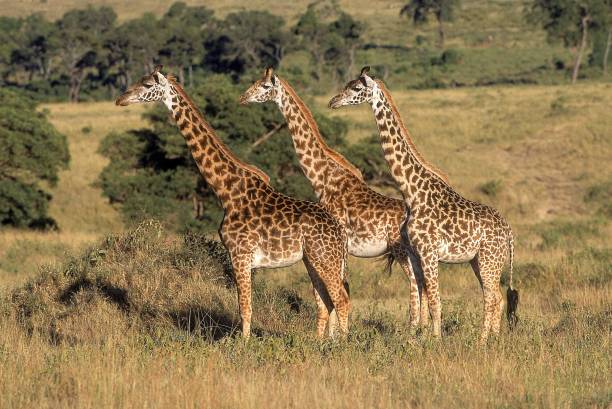 giraffa masai, giraffa camelopardalis tippelskirchi, parco masai mara in kenya - masai giraffe foto e immagini stock