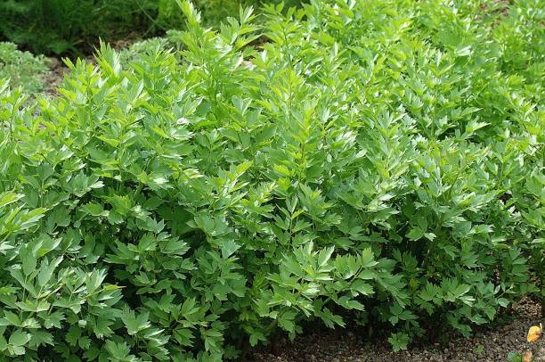 Lovage, levisticum officinale Lovage, levisticum officinale lovage stock pictures, royalty-free photos & images