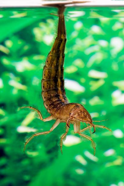 istock Great Diving Beetle, dytiscus marginalis, Larva standing in Water, Normandy 1262879971