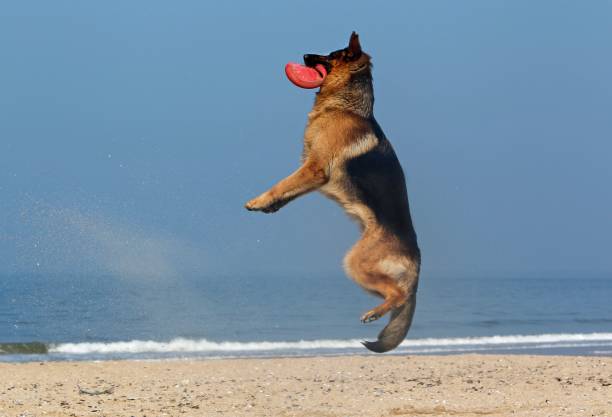 istock German Shepherd, Male catching frisbee, beach in Normandy 1262880009