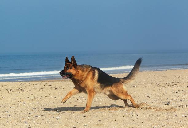 istock German Shepherd, Male running on Beach in Normandy 1262880029