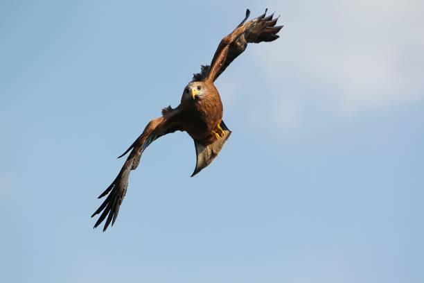 istock Black Kite, milvus migrans, Adult in Flight against Blue Sky 1262880033