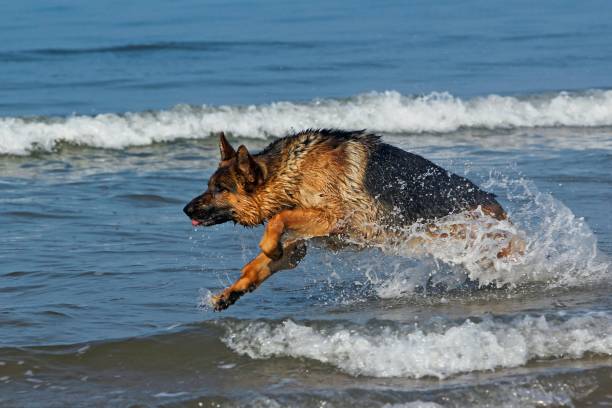 istock German Shepherd, Male playing in Waves, beach in Normandy 1262880036