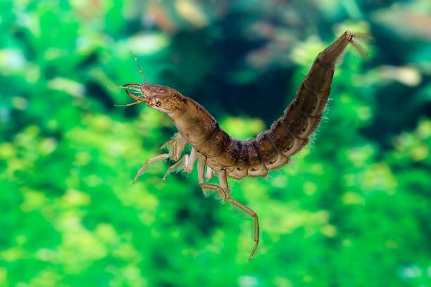 istock Great Diving Beetle, dytiscus marginalis, Larva standing in Water, Normandy 1262880049