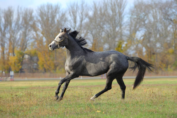 cavallo grigio umido arabo puro durante la giornata di allenamento sui campi verdi autunnali - livestock horse bay animal foto e immagini stock