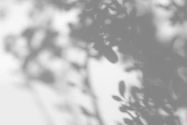 Gray shadow of tree leaves and branches on a white wall. Abstract neutral nature concept blurred background. Space for text. Shadow for natural light effects.