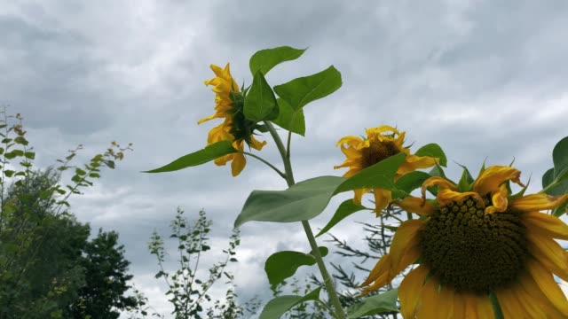 Sunflower against stormy clouds at bad weather