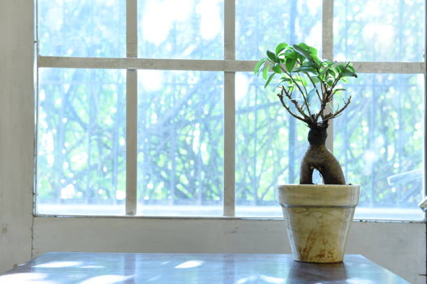 Bonsai tree Bonsai tree in a pot in front of a white rectangular pattern window frame with sunlight streaming in sabby stock pictures, royalty-free photos & images