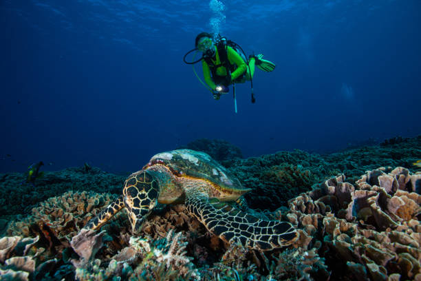 sea turtle , caretta. school of fish , wreck dive , tropical fish