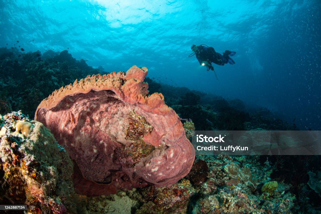 Underwater Scuba diver explore and enjoy Coral reef Sea life sea turtle , caretta. school of fish , wreck dive , tropical fish Adult Stock Photo