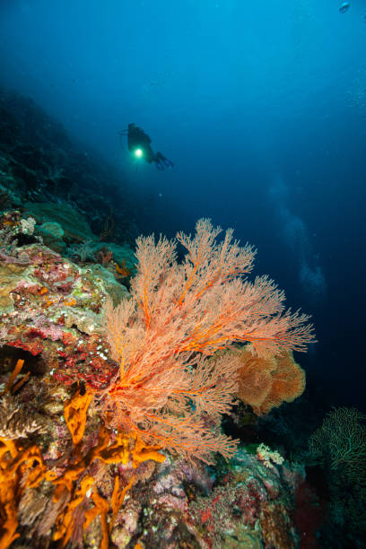 istock Underwater Scuba diver explore and enjoy Coral reef Sea life 1262887390