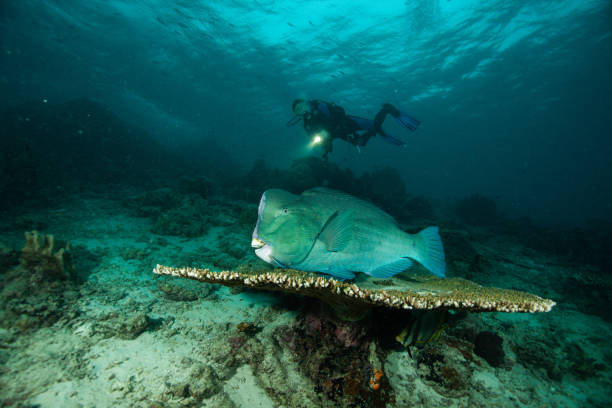 istock Underwater Scuba diver explore and enjoy Coral reef Sea life 1262887482
