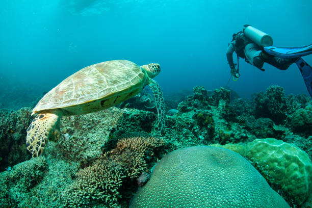 sea turtle , caretta. school of fish , wreck dive , tropical fish