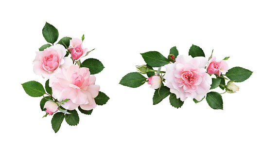 Set of pink rose flowers and green leaves in a floral arrangements isolated on white background