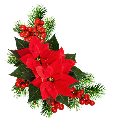 Christmas corner arrangement with pine twigs, red berries and poinsettia flowers isolated on white background. Flat lay. Top view.