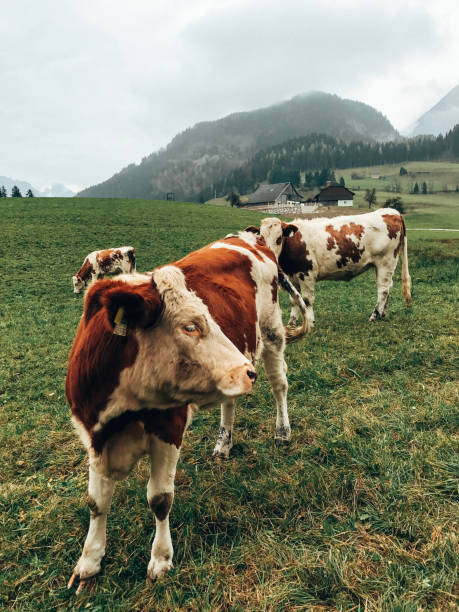 istock cow in austrian alps 1262891030