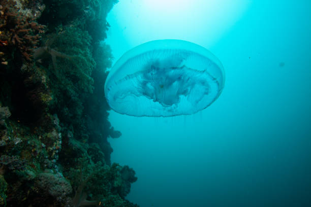 medusas (thysanostoma thysanura) tentáculos a picadores - white spotted jellyfish fotos fotografías e imágenes de stock