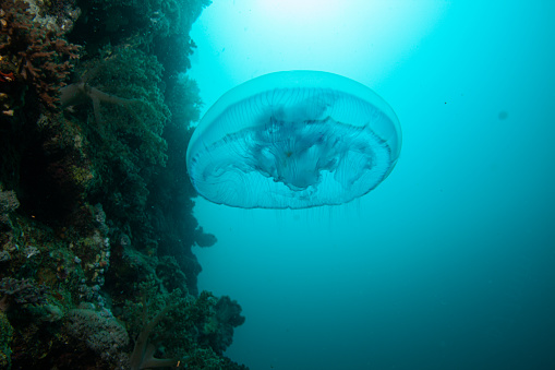 jelly fish in ocean, underwater sea life.