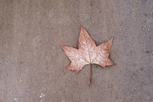 istock A lonely dry leaf on the ground 1262891191