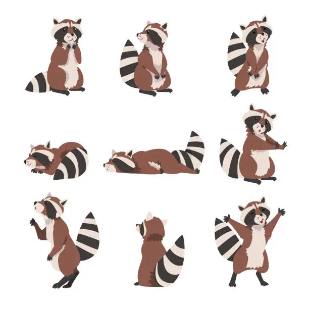 Vector illustration of Cute Raccoon Collection, Adorable Wild Forest Animal Cartoon Character in Various Poses Vector Illustration