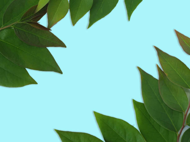 istock Flat lay of green leaf frame on a blue background. 1262894909