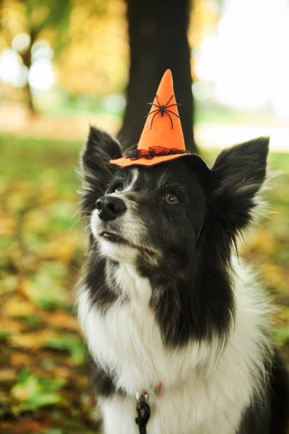 dog is wearing witch’s hat - witchs imagens e fotografias de stock