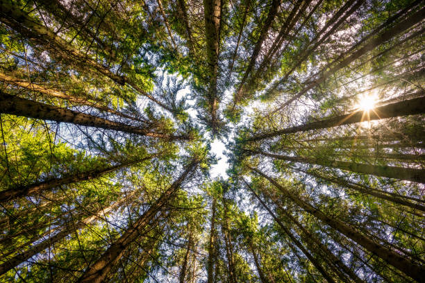 Low angle view of trees in the forest
