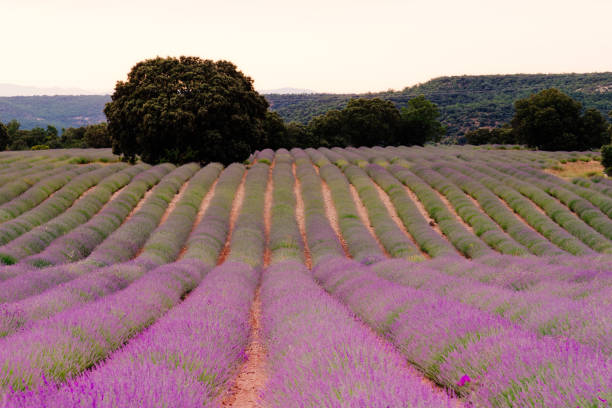istock Lavender fields. Summer sunset landscape in Brihuega 1262899020