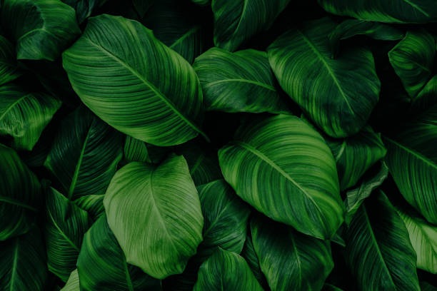 istock abstract green leaf texture, nature background, tropical leaf 1262905117