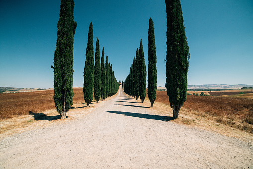 Country road with cypresses trees on the sides in Tuscany. Typical Tuscany landscape.