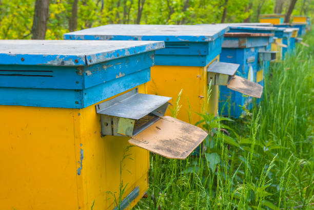 istock apiary with closeup beehive in a forest, agricultural countryside scene 1262906911