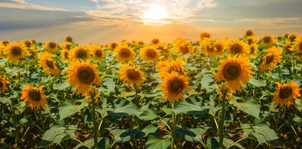 istock summer sunflower field at the sunset 1262906955