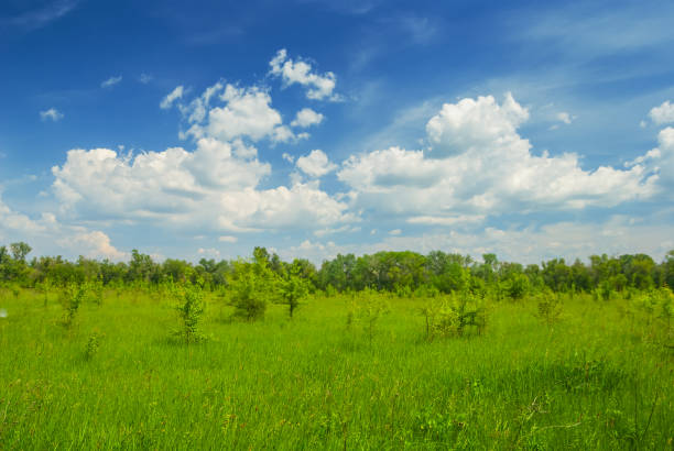 green wide summer prairie under a dense cloudy sky - prairie wide landscape sky imagens e fotografias de stock