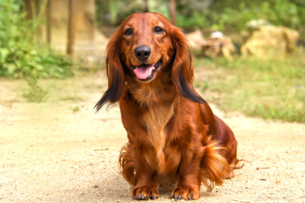 verticale d’un chien élève la couleur rouge vif de dachshund aux cheveux longs dans l’air ouvert dans un parc d’été. le manteau bien soigné brille au soleil. - dachshund color image dog animal photos et images de collection