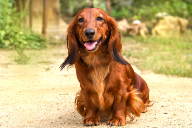 portret rasy psa długowłosy jamnik jasny czerwony kolor na świeżym powietrzu w letnim parku. zadbany płaszcz wskłysuje się na słońcu. - dachshund dog zdjęcia i obrazy z banku zdjęć