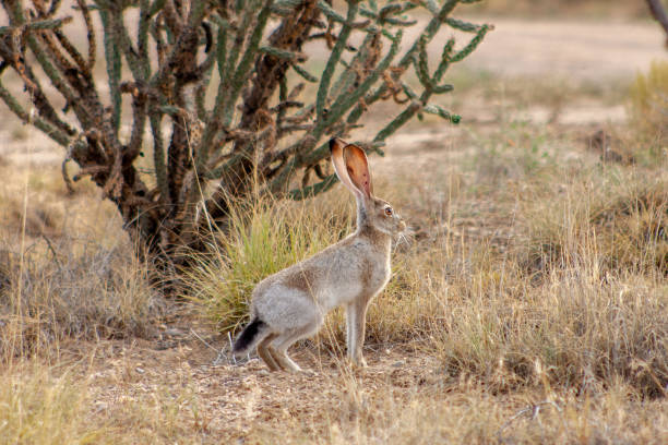 Jackrabbit in a New Mexico desert near cactus