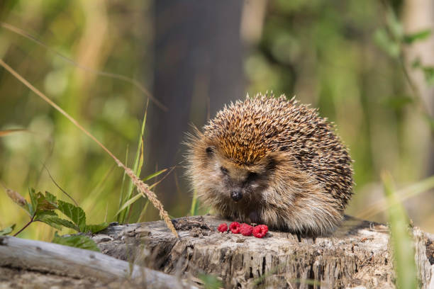 istock Wild young hedgehog sitting on a stump in the forest on a Sunny day 1262908678