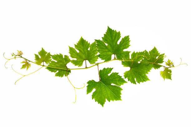 istock Fresh branch of grape vine 1262908753