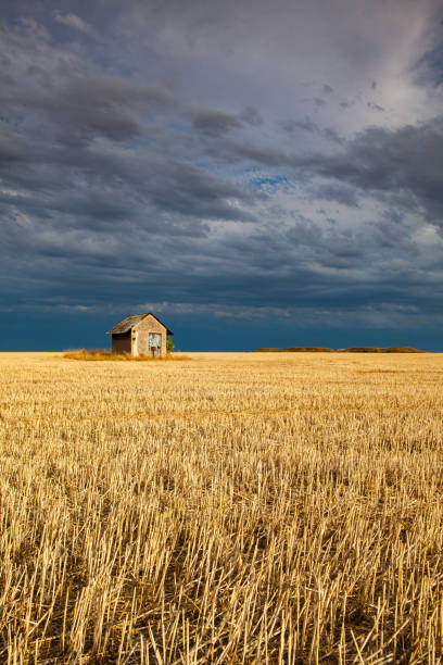 istock Old barn on the empty field after harvesting in sunny day. 1262908854