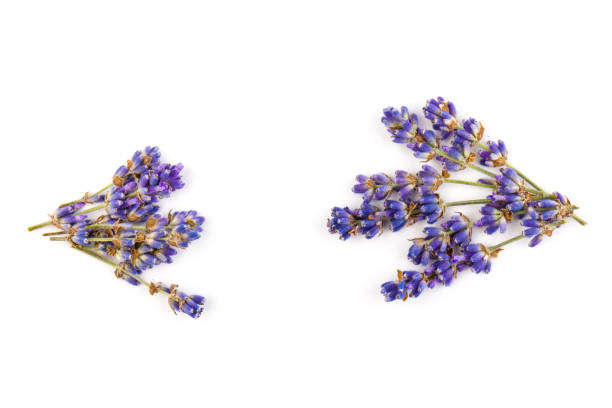 istock Lavender flowers isolated on white background. Close up. Space for text 1262909294