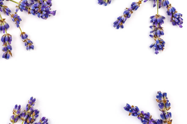 istock Lavender flowers isolated on white background. Close up. Space for text 1262909311