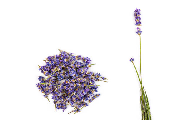 istock Lavender flowers isolated on white background. Close up. Space for text 1262909343