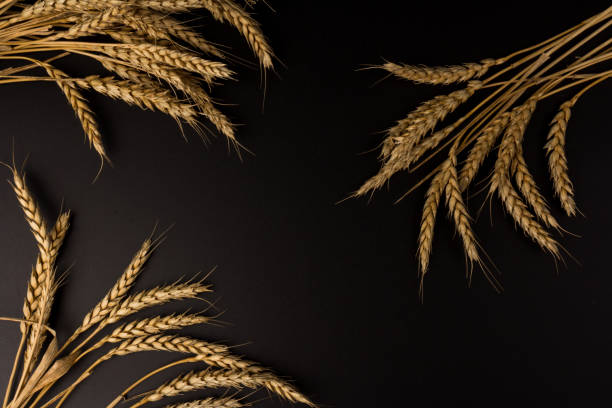 istock Spikelets of golden wheat,  isolated on black background 1262909444